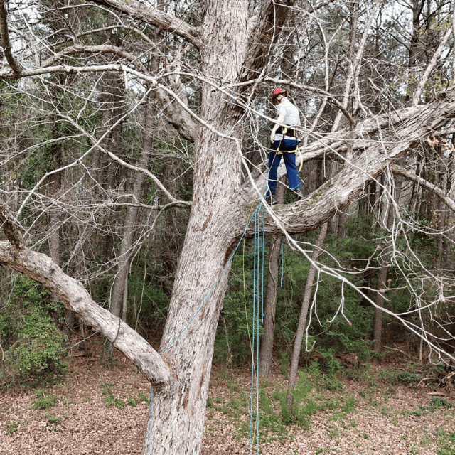 Large tree cutting and removal service