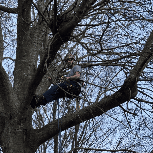 Professional tree cutting operation