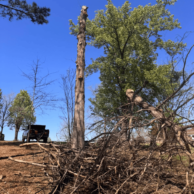 Completed tree cutting service